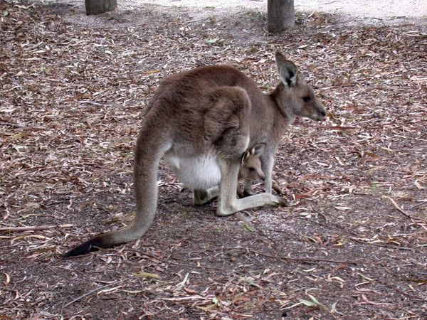 Kangaroo